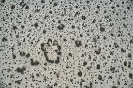 <ul><li><p>during winter rains = abundant</p></li><li><p>many don’t survive due to</p><ul><li><p>water stress</p></li><li><p>high ground heat levels</p></li><li><p>germinate near mature plant</p></li></ul></li><li><p>young are vulnerable to heat and drought — only establish in 3-5 yr period of cool, moist weather</p></li><li><p>reproduce asexually</p><ul><li><p>generate from oldest bush stem in center through underground crown</p></li><li><p>up to 2-9 identical twins</p></li><li><p>center/original plant have taproot but clones do not</p></li><li><p>when center dies, shrub continues expanding until a ring is formed</p></li></ul></li></ul><p></p>