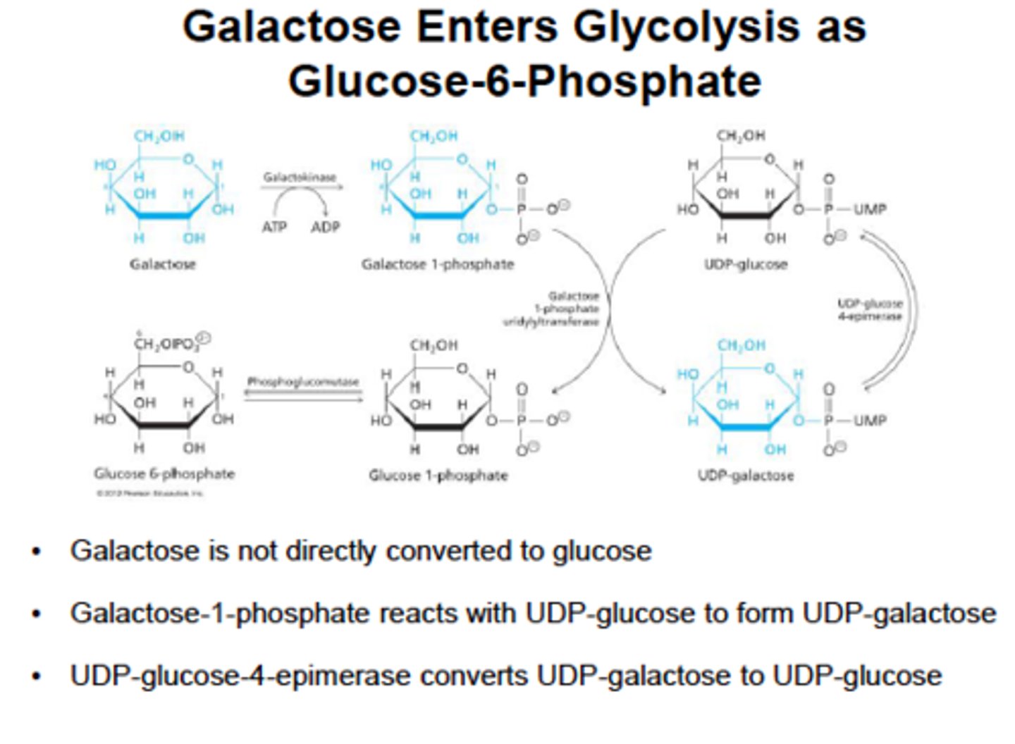 <p>Comes from lactose (lactose -> galactose and glucose) in milk via lactase</p><p>1) Trapped in cell by glacatokinase.</p><p>2) Converted to glucose 1-phosphate via lactose-1-phosphate uridylransferase and an epimerase.</p><p>epimerase- enzyme that catalyze conversions of one sugar epimer to another</p>