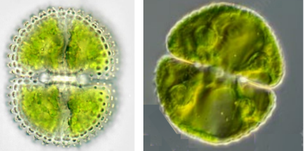 <p>(frw benthic)</p>