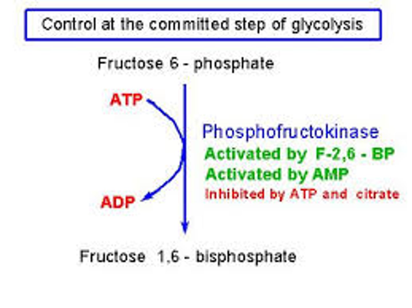 <p>turns fructose-6-phosphate to fructose-1,6-bisphosphate by phosphorylating it</p>