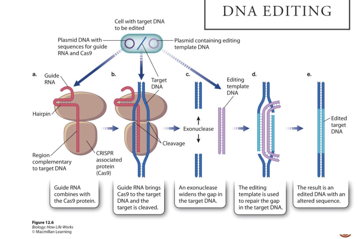 <ul><li><p>Guide RNA combines with CAS9 protein</p></li><li><p><span style="background-color: inherit; line-height: 19.55px; color: windowtext;"><span>CRISPERcas9: RNA can find target in genome&nbsp;</span></span><span style="line-height: 19.55px; color: windowtext;"><span>&nbsp;</span></span></p><ul><li><p class="Paragraph SCXO184793256 BCX0" style="text-align: left;"><span style="background-color: inherit; line-height: 19.55px; color: windowtext;"><span>Design guide RNA that is complementary to a region of gene in our cells</span></span><span style="line-height: 19.55px; color: windowtext;"><span>&nbsp;—&gt;</span></span><span style="background-color: inherit; line-height: 19.55px; color: windowtext;"><span> finds that and base pair with it</span></span><span style="line-height: 19.55px; color: windowtext;"><span>&nbsp;</span></span></p></li></ul></li><li><p class="Paragraph SCXO184793256 BCX0" style="text-align: left;"><span style="background-color: inherit; line-height: 19.55px; color: windowtext;"><span>Cas9 enzyme cuts the DNA above and below the base pair region on DNA</span></span><span style="line-height: 19.55px; color: windowtext;"><span>&nbsp;(cleavage)</span></span></p></li><li><p class="Paragraph SCXO184793256 BCX0" style="text-align: left;"><span style="background-color: inherit; line-height: 19.55px; color: windowtext;"><span>Region of complementary can be removed from genome</span></span></p></li><li><p class="Paragraph SCXO184793256 BCX0" style="text-align: left;">exonuclease widens gap in target DNA</p></li><li><p class="Paragraph SCXO184793256 BCX0" style="text-align: left;"><span style="background-color: inherit; line-height: 19.55px; color: windowtext;"><span>Add another template (editing template) to the cell (double stranded DNA)</span></span><span style="line-height: 19.55px; color: windowtext;"><span>&nbsp;</span></span></p><ul><li><p class="Paragraph SCXO184793256 BCX0" style="text-align: left;"><span style="background-color: inherit; line-height: 19.55px; color: windowtext;"><span>Top and bottom of it complements DNA at either side of the break</span></span><span style="line-height: 19.55px; color: windowtext;"><span>&nbsp;</span></span></p></li></ul></li><li><p class="Paragraph SCXO184793256 BCX0" style="text-align: left;"><span style="background-color: inherit; line-height: 19.55px; color: windowtext;"><span>Repair reponse for cell uses the editing template to recreate that piece of DNA based on that template</span></span><span style="line-height: 19.55px; color: windowtext;"><span>&nbsp;</span></span></p></li><li><p class="Paragraph SCXO184793256 BCX0" style="text-align: left;"><span style="background-color: inherit; line-height: 19.55px; color: windowtext;"><span>Trick the cell to change the sequence of whatever was being added in (template has a diff sequence of what we og cut out ) --&gt; maybe fixed mutation</span></span><span style="line-height: 19.55px; color: windowtext;"><span>&nbsp;</span></span></p><ul><li><p class="Paragraph SCXO184793256 BCX0" style="text-align: left;">Editing template usually degraded by cell mechanisms</p></li></ul></li><li><p class="Paragraph SCXO184793256 BCX0" style="text-align: left;"><span style="background-color: inherit; line-height: 19.55px; color: windowtext;"><span>Expresses gene that is normal</span></span><span style="line-height: 19.55px; color: windowtext;"><span>&nbsp;</span></span></p></li></ul><p></p>