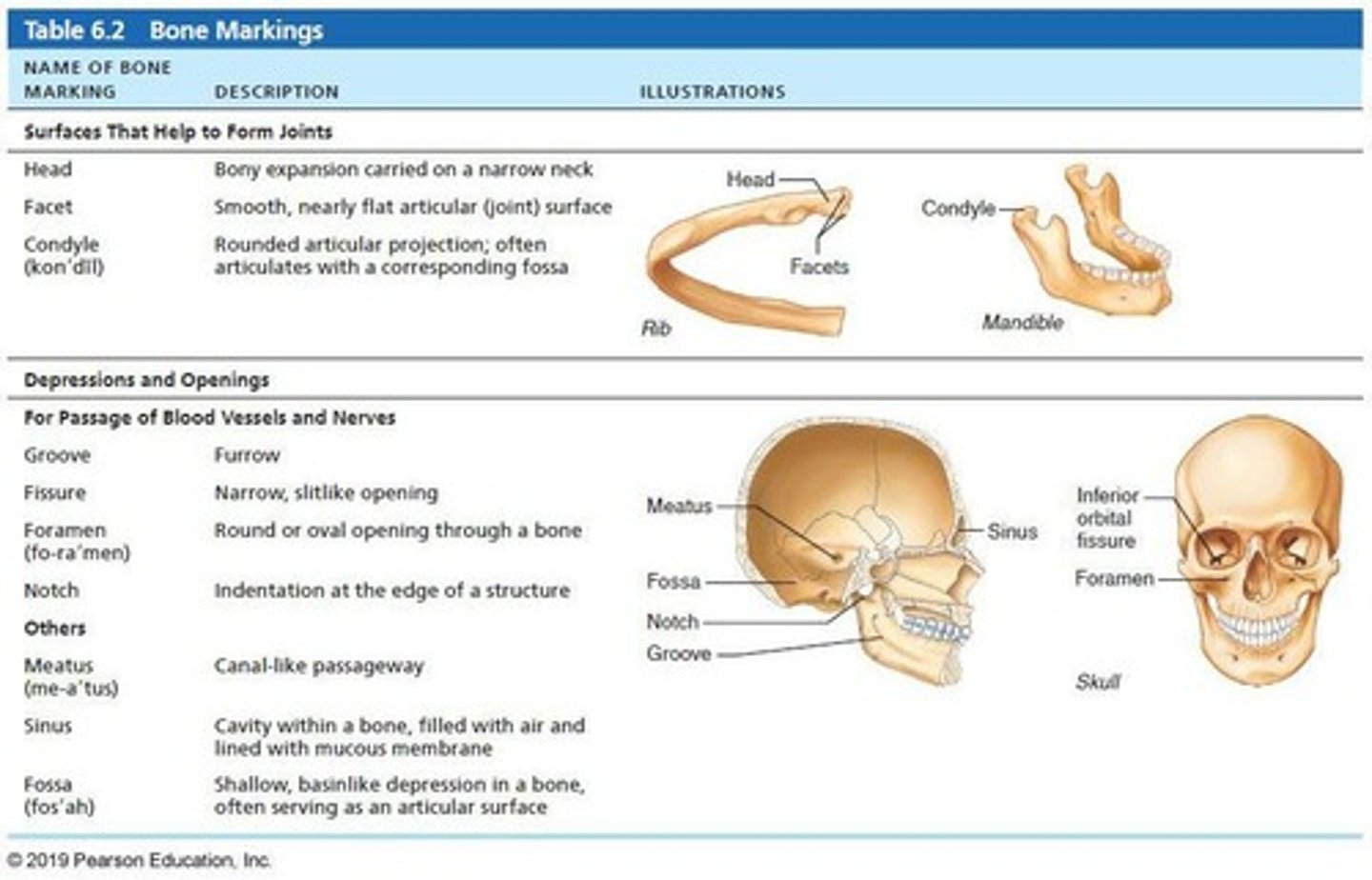 <p>Bowl- or groove-like cut-out that can serve as passageways for vessels and nerves, or plays a role in joints.</p>