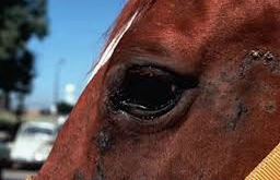 <p><span style="background-color: transparent;"><strong><span>Onchocerca cervicalis</span></strong></span></p>