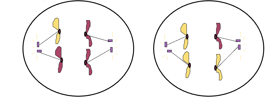 <p>Same as Anaphase in mitosis</p><p>SISTER CHROMATIDS separate</p><p></p>