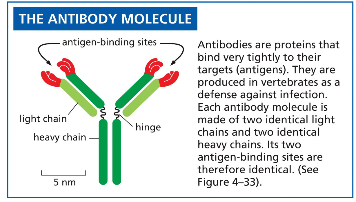 <p>proteins that bind very tightly to their targets (antigens)</p>