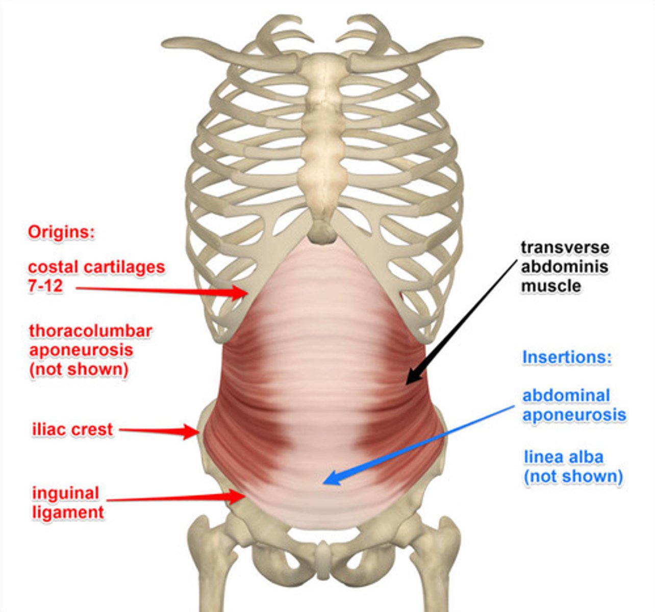 <p>internal costal cartilage ribs 7-12, thoracolumbar fascia, iliac crest, lateral 1/3 inguinal ligament deep connective tissues</p>