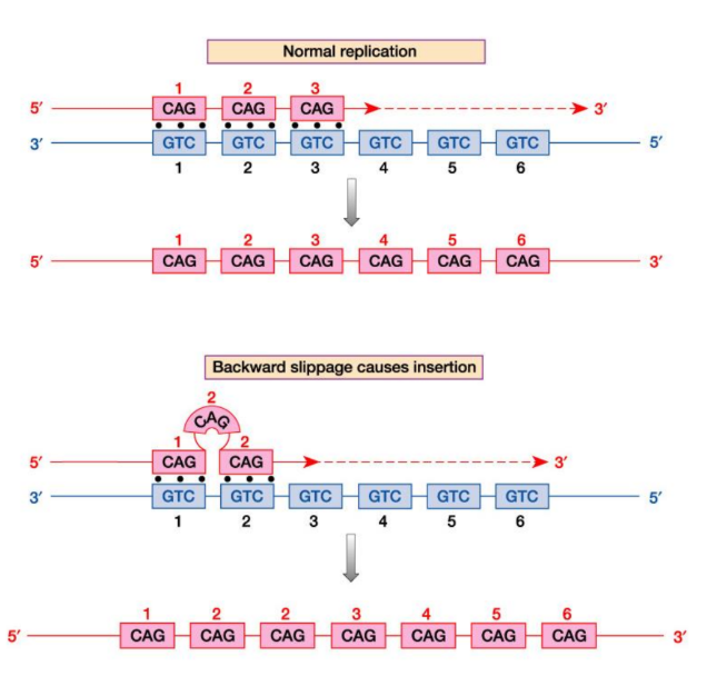 <p>expansions</p>