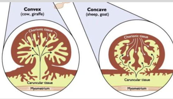 <p>1. collagenase secreted by placenta weakens the mechanical link between uterus and placenta</p><p>2. uterine contraction and compression loosen and begin separation of placenta</p><p>3. shrinking of cotyledons as blood drains form placenta allows placenta to slip out of uterine caruncle</p>