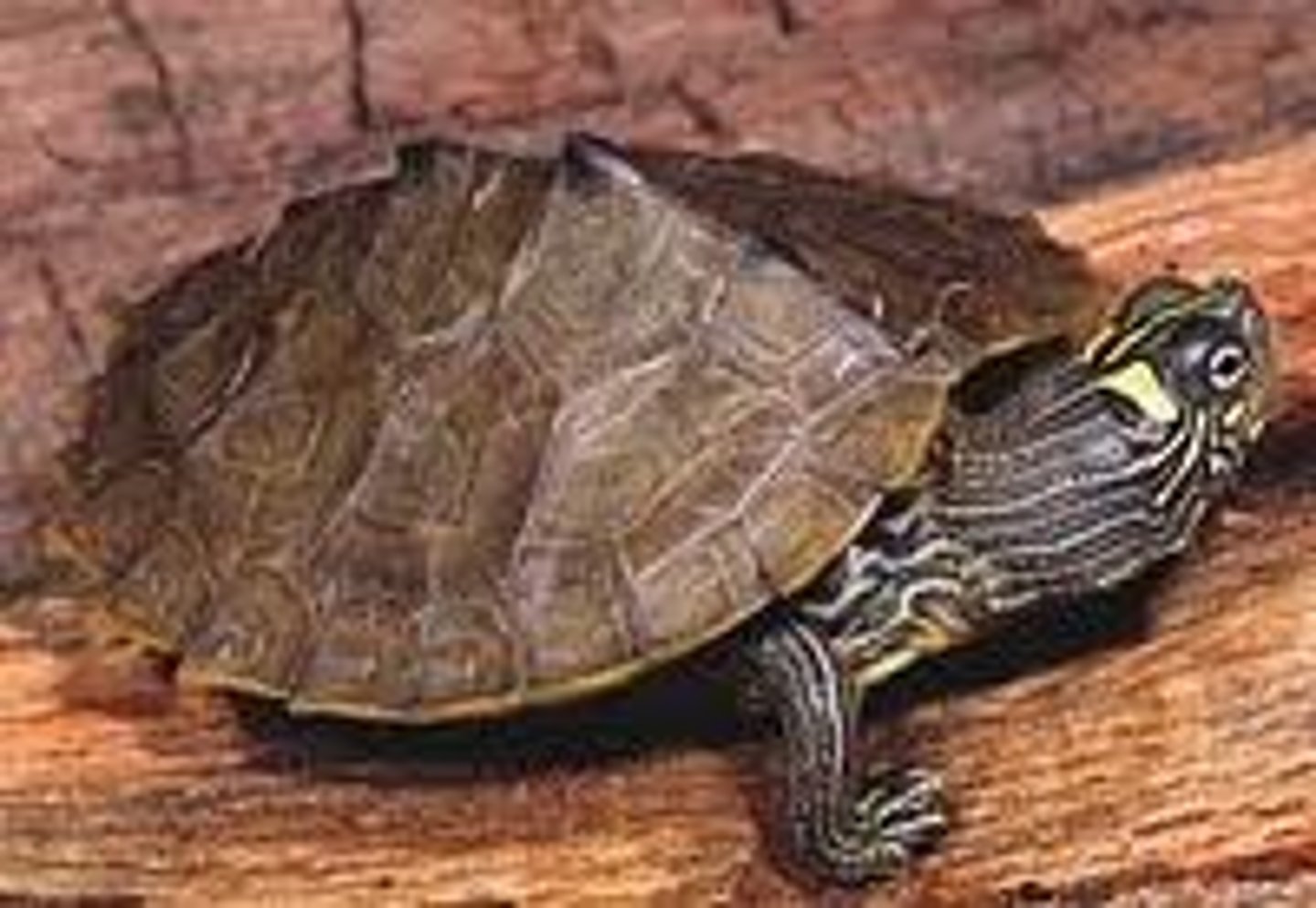 <p>Graptemys geographica</p><p>Order: Testudines</p><p>Family: Emydidae</p>