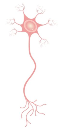 <ul><li><p>communicate messages between motor and sensory neurons (reflex arc)</p></li><li><p>once info reaches brain, it takes message and sends it along</p><ul><li><p>mallet test!</p></li></ul></li></ul><p></p>