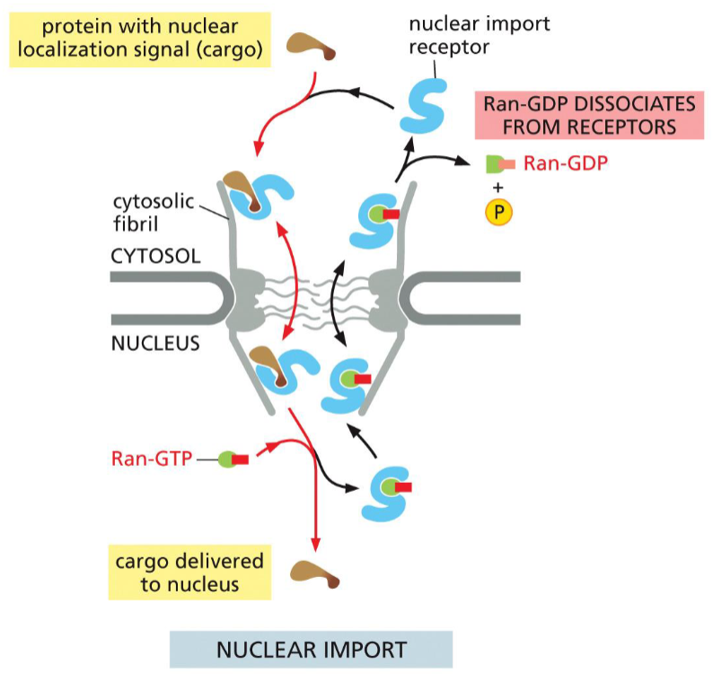 <ol><li><p>Nuclear import receptor</p><ul><li><p>binds cargo in cytosol</p></li></ul></li><li><p>Receptor + cargo move to nucleus</p></li><li><p>Ran-GTP binding causes cargo release</p></li><li><p>Empty import receptor + Ran-GTP</p><ul><li><p>move to cytosol</p></li></ul></li><li><p>Ran Binding Protein and Ran-GAP</p><ol><li><p>promote:</p><ul><li><p>GTP hydrolysis</p></li><li><p>release of import receptor</p></li></ul></li></ol></li></ol><p></p>