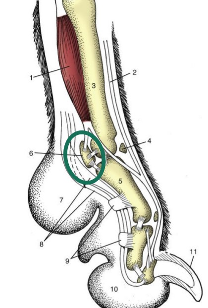 * Specialized small bones that are found within and near tendons
* Allow the tendon to change direction away from the axis of the joint to prevent excessive wear
* between metacarpals/metatarsals and phalanges