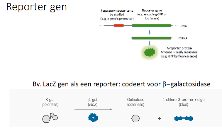 <p>Artificieel gen toegevoegd aan een bepaald celtype om activiteit van het gen te detecteren.</p><p>Vaak eiwitcoderende genen (coderen voor mRNA dat codeert voor een eiwit).</p><p>Bv GFP binnebrengen in een cel door het gen dat voor GFP codeert onder de promotor te zetten van het eiwit dat je wilt bestuderen.</p><p>bv lacZ gen</p>