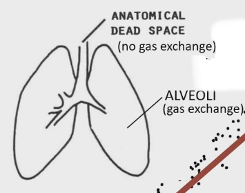 <ul><li><p>Respiratory system divided by</p><ul><li><p>Alveoli : gas exchange occurs</p></li><li><p>Anatomical dead space: no gas exchange, transport air to alveoli then back to environment (nasal cavity, trachea, bronchi, bronchioles)</p></li></ul></li><li><p>Entire respiratory system lined by water, both parts are lined with water</p></li><li><p>When we pant, regardless which part of respiratory system we bring air into, we will experience evaporative water loss</p></li></ul><p></p>