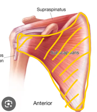 <p>origin - subscapular fossa </p><p>insert - lesser tubercle of humerus </p>