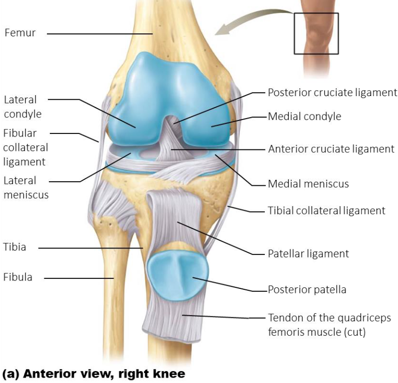 <ul><li><p><span><strong>Patellar ligament</strong>: distal continuation of quad tendon. </span><br><span>Connects patella to anterior tibia</span></p></li><li><p><span><strong>Tibial (medial) collateral ligament</strong>: connects femur to tibia </span><br><span>(medial joint stabilization)</span></p></li><li><p><span><strong>Fibular (lateral) collateral ligament</strong>: connects femur to </span><br><span>fibula (lateral joint stabilization)</span></p></li><li><p><span><strong>Anterior Cruciate Ligament</strong>: connects anterior tibia to </span><br><span>posterior femur (prevents tibia from sliding anteriorly, </span><br><span>prevents hyperextension)</span></p></li><li><p><span><strong>Posterior Cruciate Ligament</strong>: connects posterior tibia to </span><br><span>anterior femur (prevents tibia from sliding backward)</span></p></li><li><p><span><strong>Medial and lateral meniscus</strong>: C-shaped fibrocartilage pads </span><br><span>between the femoral and tibial condyles (provide extra </span><br><span>stability and shock absorption)</span></p></li></ul><p></p>