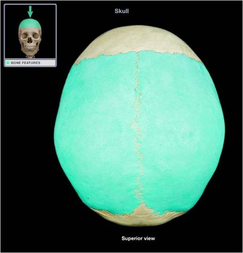 two bones in the skull which, when joined at a fibrous joint, form the sides and roof of the cranium.