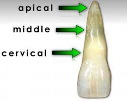 <p>Closest to the Cervix (neck of the tooth)</p>