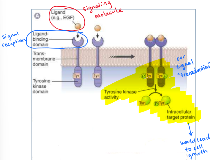 <table style="min-width: 50px"><colgroup><col><col></colgroup><tbody><tr><td colspan="1" rowspan="1"><p><strong>signaling molecule</strong></p></td><td colspan="1" rowspan="1"><p>binding of a ligand</p></td></tr><tr><td colspan="1" rowspan="1"><p><strong>signal reception</strong></p></td><td colspan="1" rowspan="1"><p>ligand binding domain</p></td></tr><tr><td colspan="1" rowspan="1"><p><strong>signal transduction</strong></p></td><td colspan="1" rowspan="1"><ol><li><p>activated <strong>tyrosine kinase</strong> and intracellular target transcription factor by phosphorylation</p></li><li><p>gene expression is regulated</p></li></ol></td></tr><tr><td colspan="1" rowspan="1"><p><strong>cellular response</strong></p></td><td colspan="1" rowspan="1"><p>CELL GROWTH/PROLIFERATION</p></td></tr></tbody></table><p>Summary—&gt; ligand binds to binding domain —→ PHOSPHORYLATION OF TYROSINE KINASE—&gt; activate intracellular TFs—&gt; increase in cell growth</p>