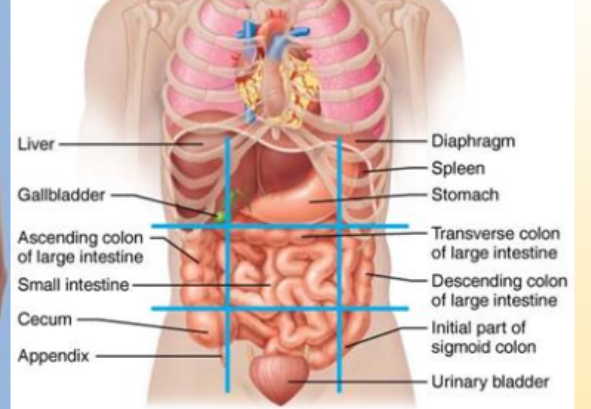 <p>liver, gallbladder</p>