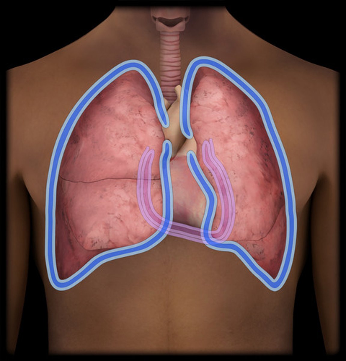 <p>part of the thoracic cavity that holds the lungs</p>