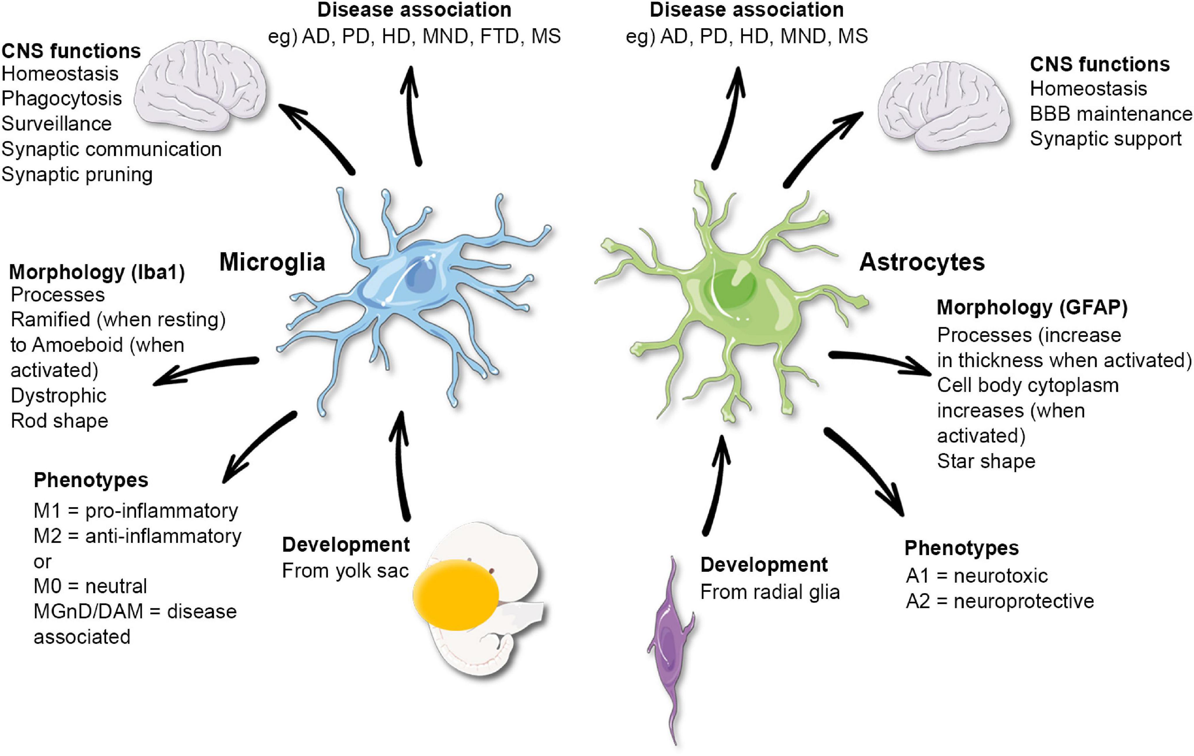 <p>spider like phagocytes</p>