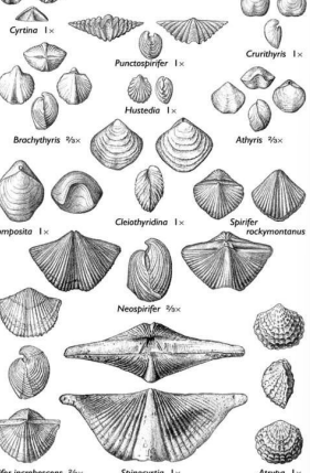 <p>Two shells which are bilaterally symmetrical. Cambrian to present</p>