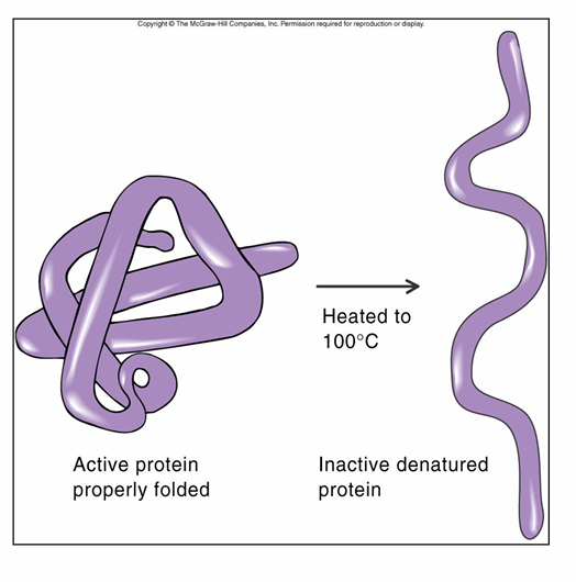 <p>– causes loss of 3D structure</p><p>– protein unravels and looses function</p><p>– can be caused by</p><p>           • heat</p><p>           • acids</p><p>           • bases </p><p>           • harsh chemicals</p><p>           •mechanical action</p><p></p>