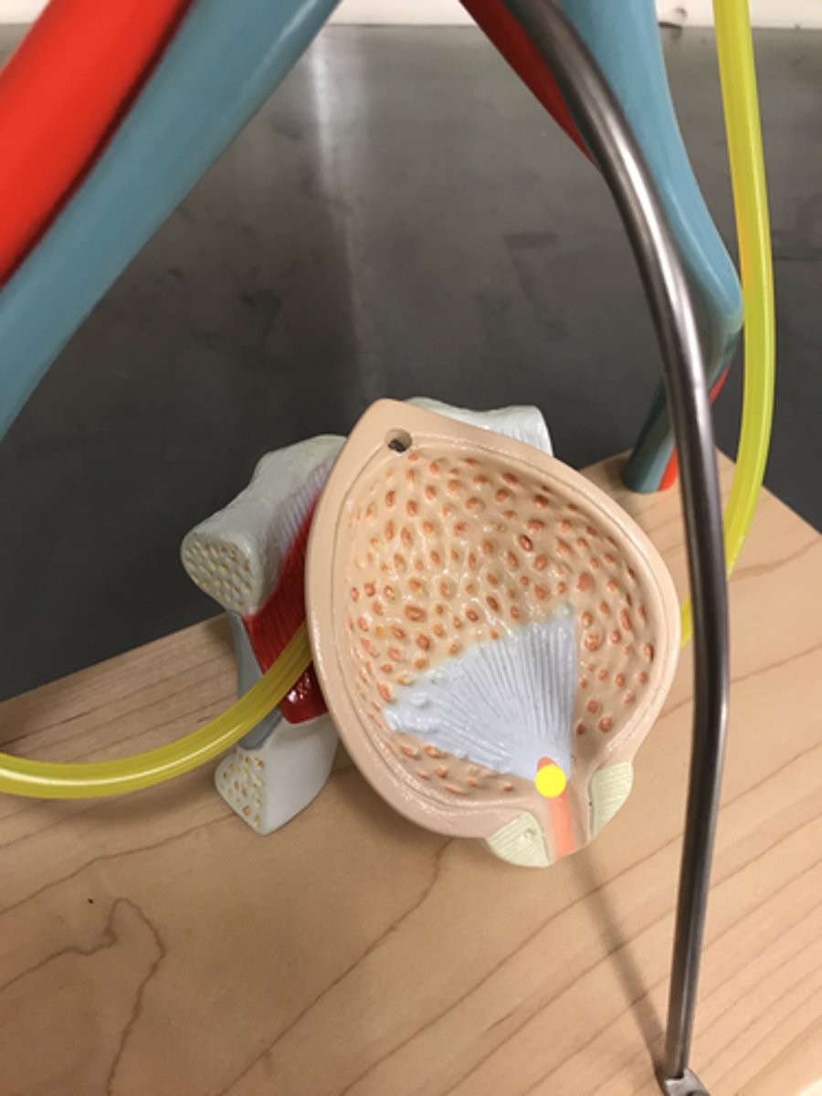 <p>Name this REGION</p>