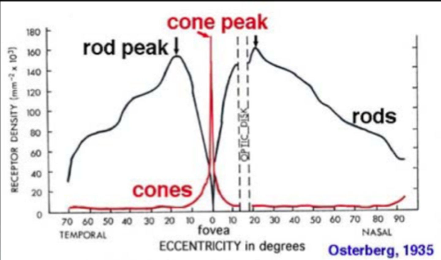 <p>higher sensitivity and less acuity, contains larger receptive fields, making them more likely to detect faint stimuli</p>