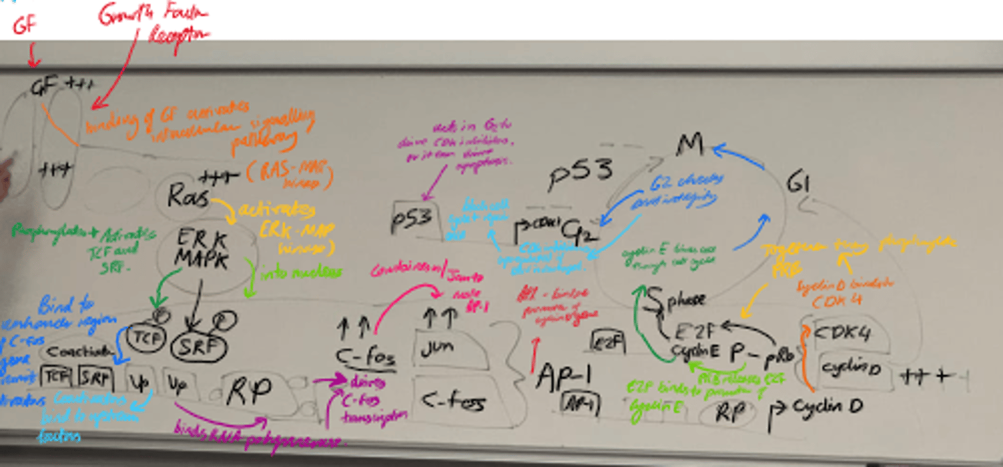 <p>- ERK/MAPK is activated and enters the nucleus.</p><p>- It phosphorylates transcription factors eg TCF and SRF, leading to C-Fos transcription.</p><p>- C-fos + c-jun = AP-1, which promotes cyclin D transcription.</p>