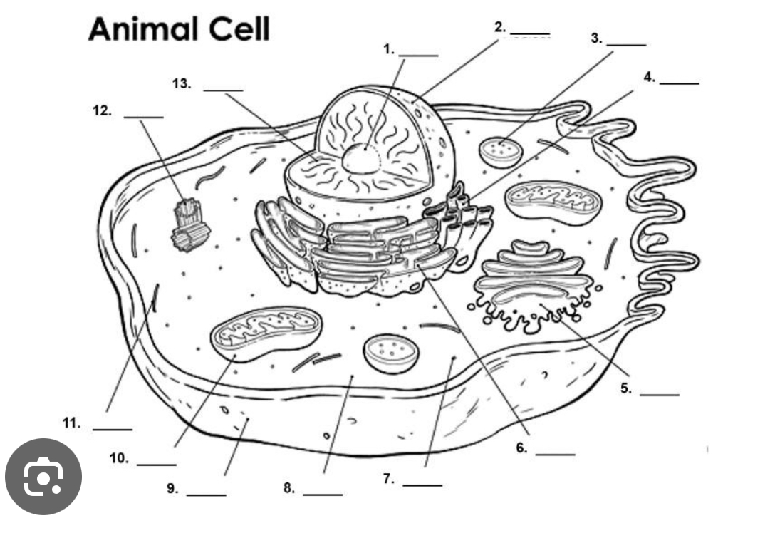 <p>fill in the blanks : animal cell</p>