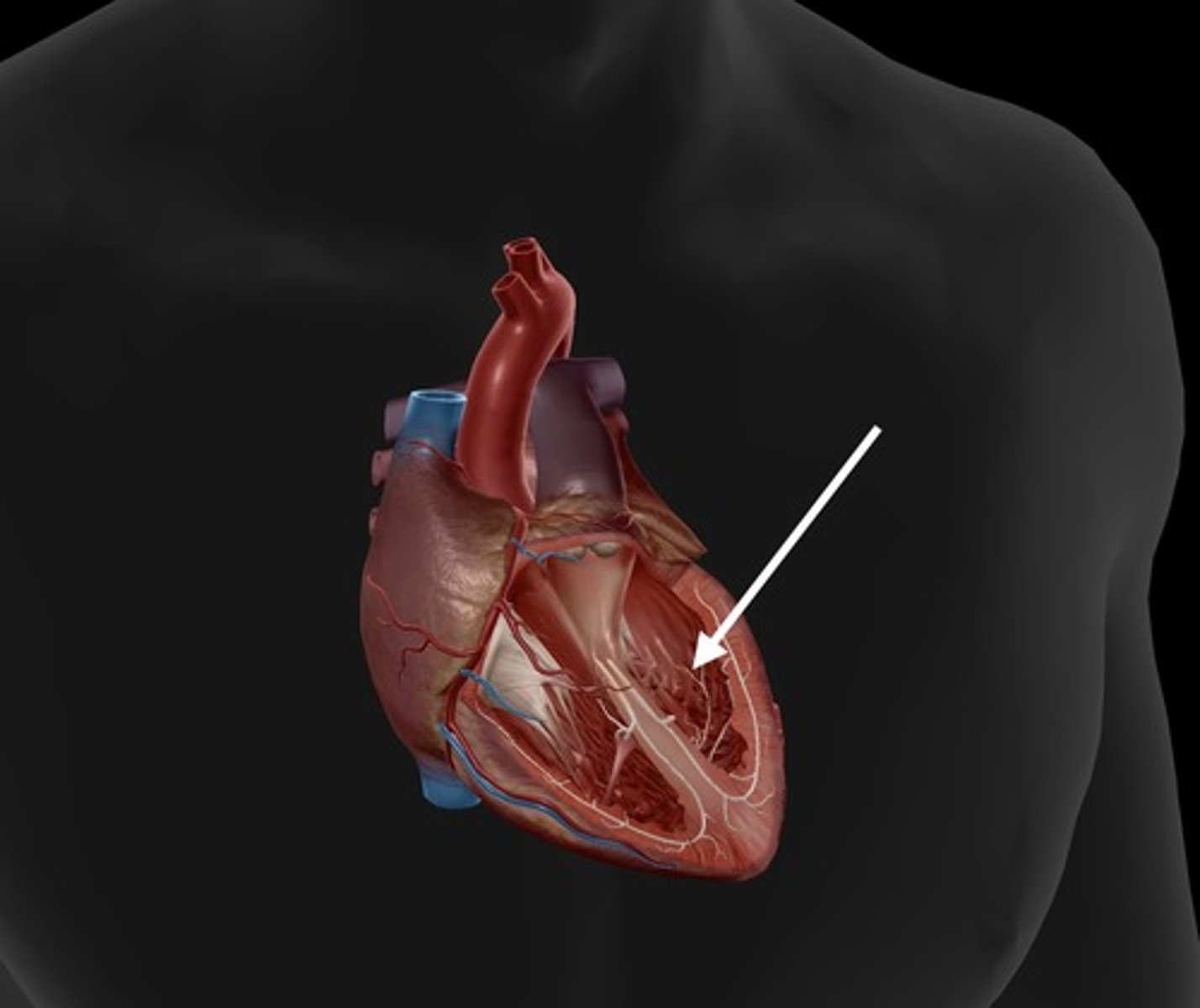 <p>contracts to pump oxygenated blood to the body</p>