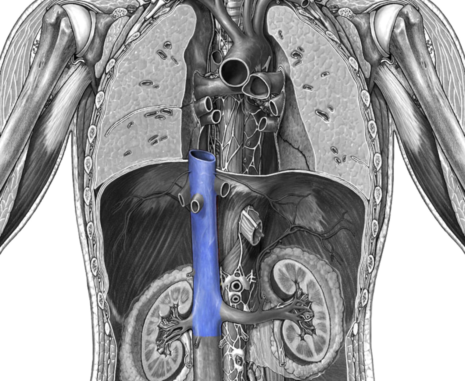 <p>Which veins:</p><ul><li><p>Right side of vertebral column</p></li><li><p>Bring deoxygenated blood from lower body to right atrium</p></li><li><p>Inferior to heart</p></li></ul><p></p>