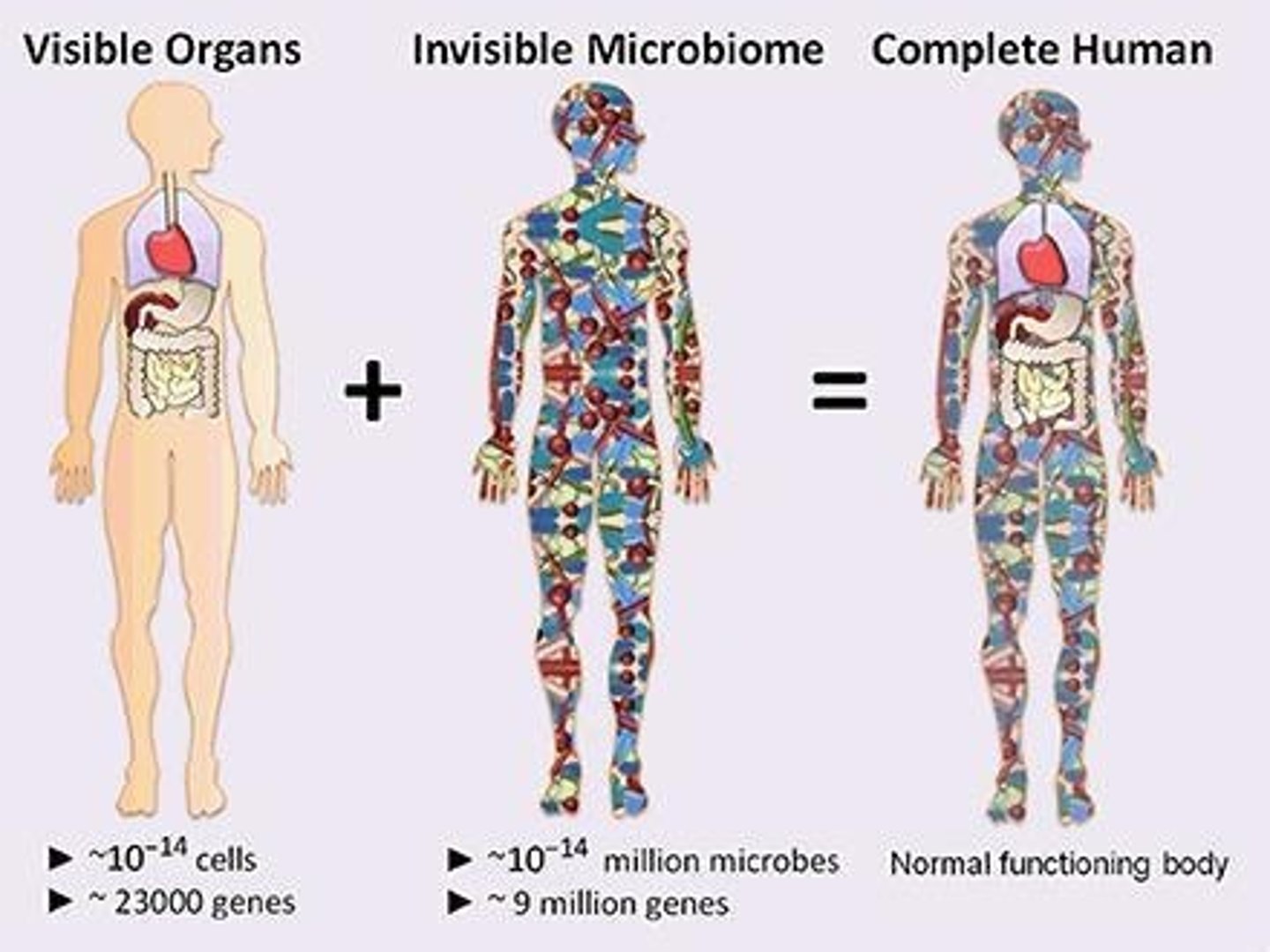 <p>The normal microbiota in and on the body that are needed to maintain good health.</p>
