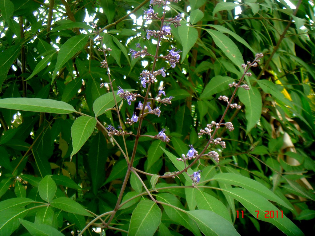 <p>Biological Origin:<strong> Vitex negundo L. (Lamiaceae)</strong></p><p>*previous family: Verbenaceae</p><p>Common Name:<strong> Lagundi</strong></p><p>Part used: <strong>Leaves, Roots</strong></p><p>Medicinal use:</p><p><strong>● Sore throat ● Rheumatism ● Cough ● Fever ● Clogged sinuses</strong></p><p>Secondary metabolites:</p><p><strong>● Flavonoids ● Alkaloids ● Phenols ● Tannins ● Terpenes</strong></p><p>Notes in the quiz:</p><ul><li><p>included in the Philippine pharmacopeia</p></li><li><p>included in DOH’s 10 halamang gamot</p></li></ul>