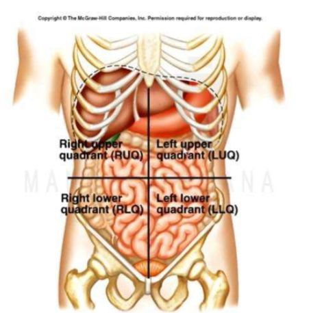 
1. right upper quadrant (RUQ)
2. left upper quadrant (LUQ)
3. right lower quadrant (RLQ)
4. left lower quadrant (LLQ)