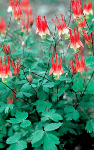 <p>Columbine</p>