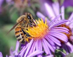 <p>A relationship between two species in which both species benefit (Bumble bee &amp; Flower)</p>