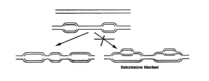 <ul><li><p>re-initiation is <strong>prevented</strong></p></li><li><p>stops it happening twice in a replication fork</p></li></ul><p></p><p>how…?</p>