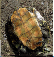 <p>northern map turtle</p>