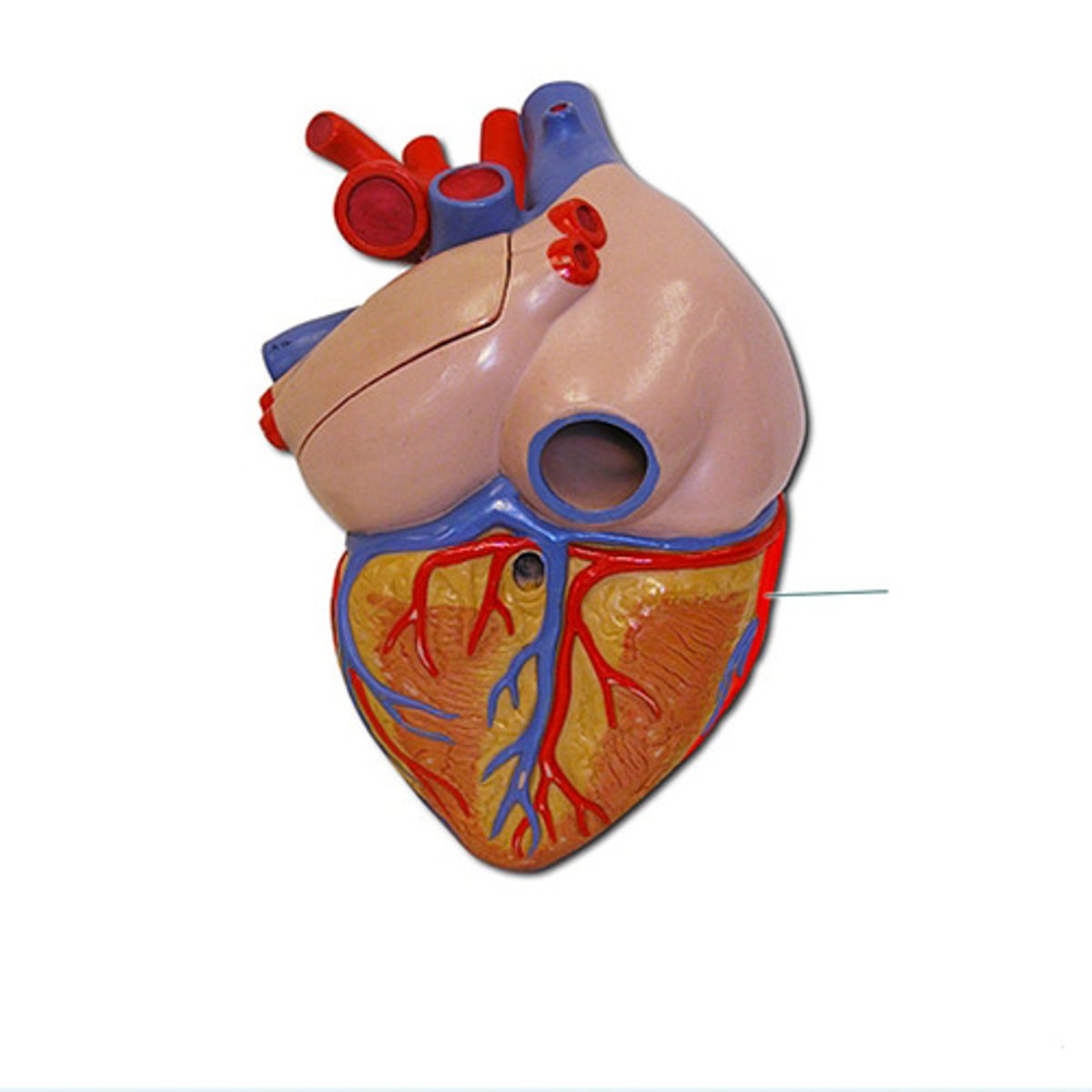 <p>Heart</p>