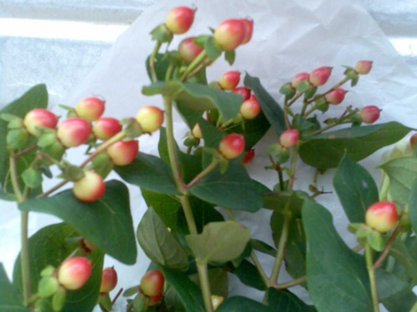 <p>Fleshy fruit with one or many seeds inside the ovary.</p>