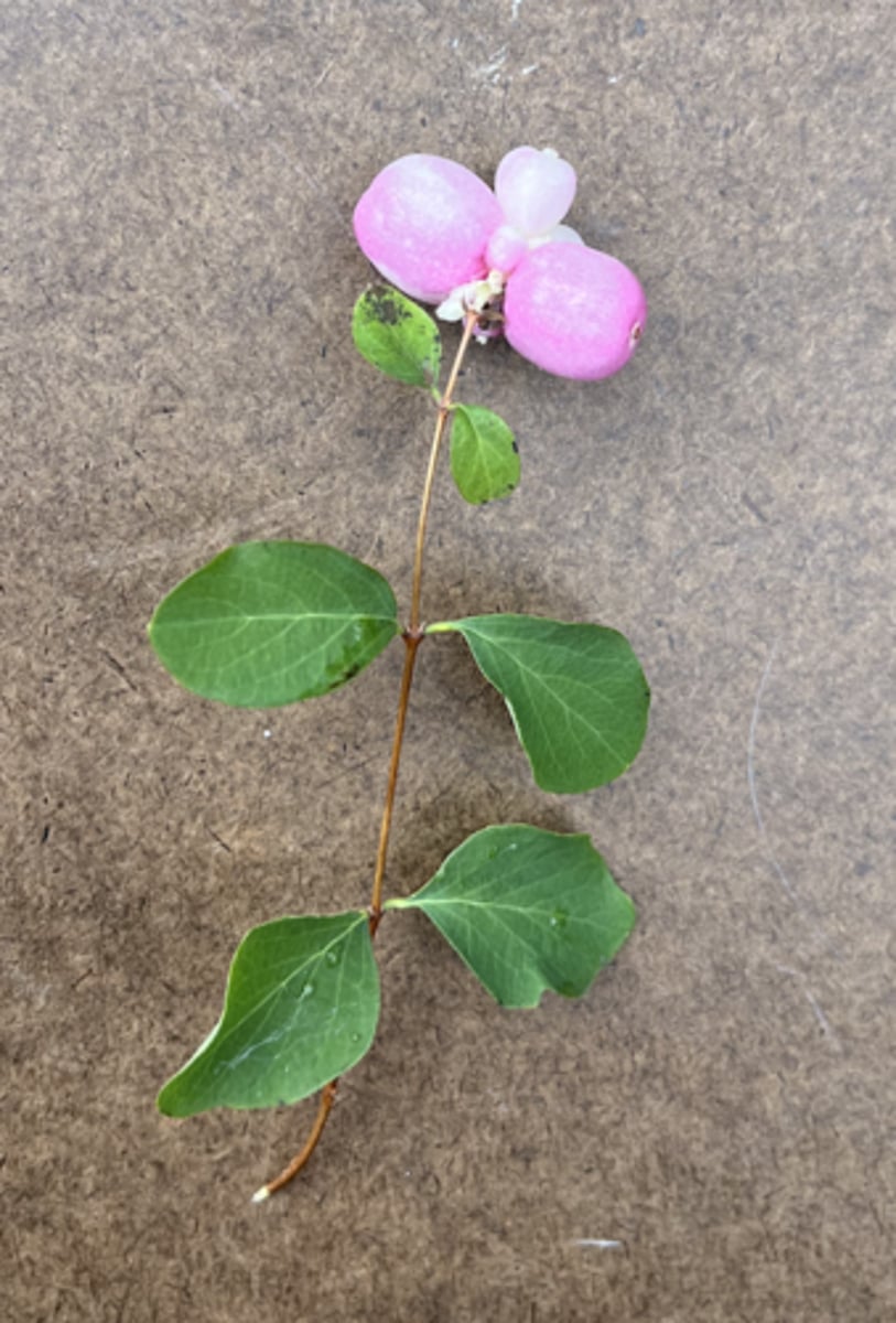 <p>pink berries!!! wiry stems</p>