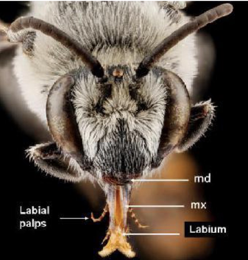 <p>What kind of mouth is this </p>