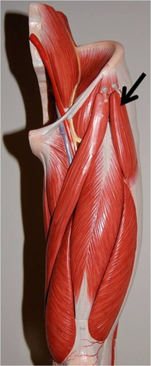 <p>Flexes, abducts, and medially rotates thigh</p>