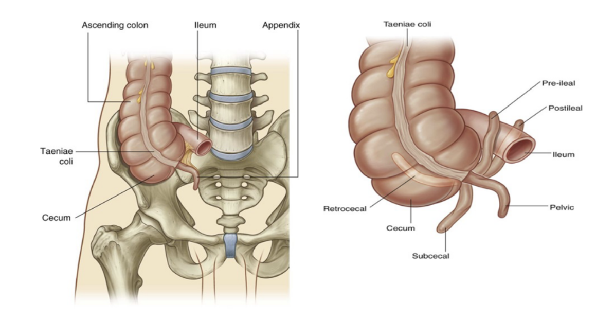 <p>Cecum &amp; appendix </p>