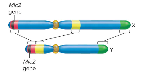 <p>Refers to the very few genes found on both X and Y chromosomes. They are found in homologous regions needed for chromosome pairing.</p>