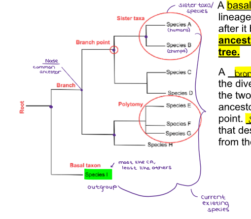 <ul><li><p>A <u><mark data-color="yellow" style="background-color: yellow; color: inherit;">basal taxon,</mark></u>&nbsp;or the <u><mark data-color="green" style="background-color: green; color: inherit;">outgroup</mark></u>&nbsp;is a lineage that does not branch again after it branches from the<strong> <u><mark data-color="yellow" style="background-color: yellow; color: inherit;">root/ancestor common to the entire tree.</mark></u></strong></p></li></ul><p></p>