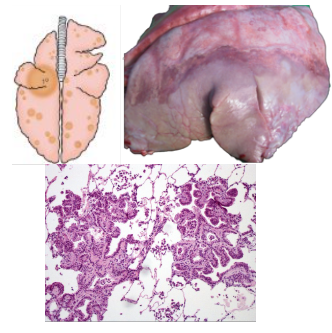 <p>What pattern of lung pathology? Describe appearance and pathogenesis. Give an example cause.</p>